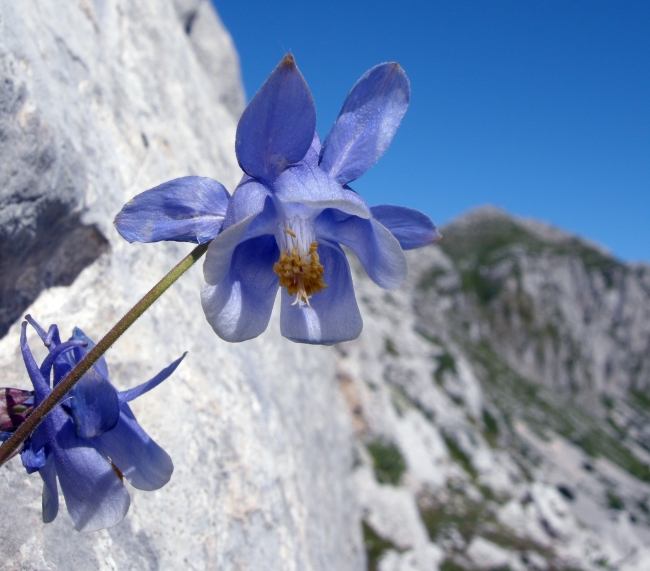 Aquilegia magellensis /  Aquilegia magellense